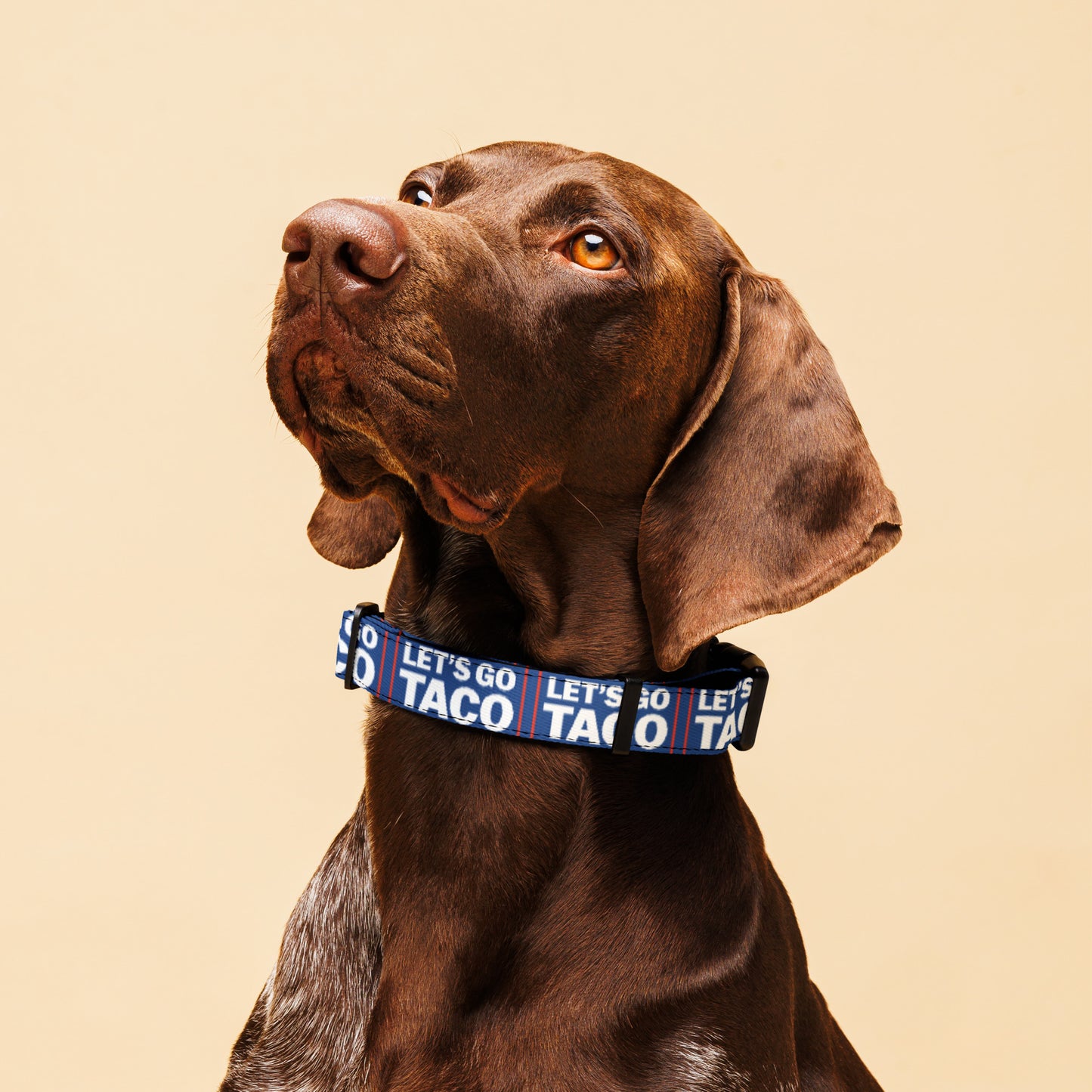 Let’s Go Taco pet collar from 8647 NOW additional product view